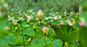 В пригороде Новороссийска на озере Бам начинают цвести розовые лотосы