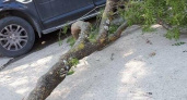 В новороссийском дворе огромная ветка упала на автомобиль (фото и видео)