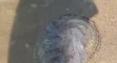 В море под Новороссийском замечена гигантская медуза
