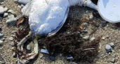 Пляжи Новороссийска усыпаны тушками мертвых птиц: комментарий эколога