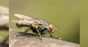 В Новороссийск вместе с турецкими цитрусами завезли опасного вредителя – муху-горбатку.