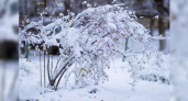 Синоптики предупреждают: в крае ожидается сильное налипание мокрого снега!