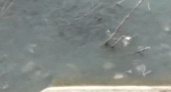 В озере Абрау вода «закипела» от рыбы. Новороссийцы обсуждают видео удивительного явления