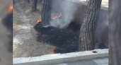 В сети появилось видео, как жители Новороссийска потушили вспыхнувший огонь около парка Фрунзе