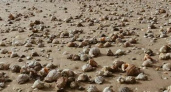 Ракушечный рай: на пляжи Анапы выбросило тысячи рапанов
