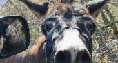 Жители Новороссийска встретили в лесу одинокого ослика
