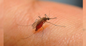 На Кубань пришла лихорадка Западного Нила: зарегистрировано 7 случаев заболевания после укусов комаров