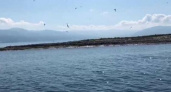Остров Суджук в Новороссийске превратился в детский сад для птенцов чаек