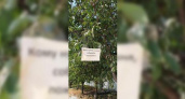 Жители Новороссийска бесплатно раздают вишню (на дереве специально повесили объявление)