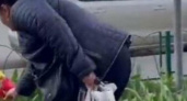 «Цена позора 100 рублей»: жительница Новороссийска нарвала букет тюльпанов в палисаднике