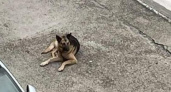 «Глаза такие печальные, с болью….»: в Новороссийске появился пес Хатико, который верно ждет свою хозяйку