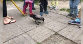 По Новороссийску разгуливает ручная говорящая ворона: жители города снимают ее на видео и выкладывают ролики в сеть