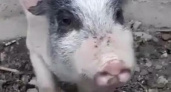 "Шашлык бесхозный!": под Новороссийском сбежал поросенок: забавное видео