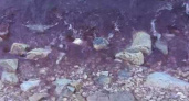 В Роспотребнадзоре рассказали о результатах исследования красной морской воды в Новороссийске