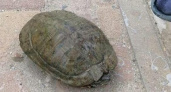 В Новороссийске в ливневке в куче мусора обнаружили черепаху