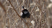 В Новороссийске на Суджукской косе поселился испанский воробей