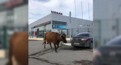 «Сбежавшая буренка»: по улицам Новороссийска разгуливала корова