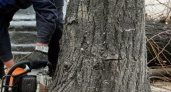«Спилили все до последнего!»: на Анапском шоссе в Новороссийске снова рубят деревья