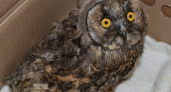 На Кубани посреди зимы начали гнездоваться совы. Что делать если вы нашли слетка