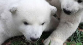Белые медвежата в сафари-парке Геленджика вышли на свою первую прогулку (видео)