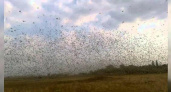 Из-за сильной жары Кубань под угрозой нашествия саранчи