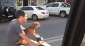 Хвостатый байкер: в Новороссийске пес ездит за рулем мопеда