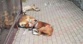 «Трупы лежат прямо за остановкой!»: в Восточном районе Новороссийска отравили собак