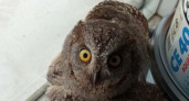 Волонтеры из Новороссийска собирают средства на лечение совы, на которую напали чайки