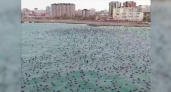 «Один миллион 315 уток и два гуся»: видеограф из Новороссийска снял на видео миграцию птиц