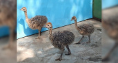 Ученые проводят эксперименты на страусах, курах и эму под Новороссийском