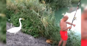 Рыбаки Новороссийска приручили цаплю и назвали ее Федя
