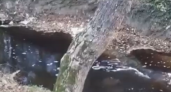 «Вода коричневая и пенится»: новороссийцы сняли на видео слив нечистот в реку Цемесс