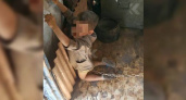 На цепь за воровство: на Кубани отец держал 10-летнего сына запертым в сарае