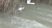 Жители Новороссийска хотели показать детям лебедей, а нашли мертвых чаек