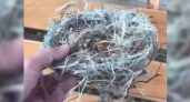Птица свила гнездо из пластика. Видео появилось в пабликах Новороссийска