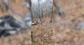 Появились фото с места крушения вертолета в Абрау-Дюрсо