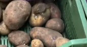 Покупатели сняли на видео мышь, бегающую по продуктам в новороссийском супермаркете