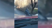На Кубани катающийся на капоте автомобиля голубь попал на видео и стал звездой в сети