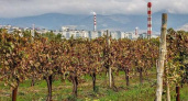 Виноградники стали новым местом притяжения туристов