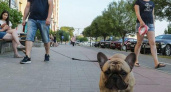 «Одни запреты и никакой альтернативы!»: жителям Новороссийска негде выгуливать собак
