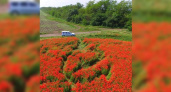 Маковое поле, ежегодно притягивающее сотни новороссийцев, исчезло