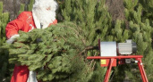 С 15 декабря в Новороссийске откроются ёлочные базары: адреса