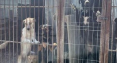 В Новороссийске ищут предпринимателей, готовых разместить в своих заведениях боксы для сбора корма для бездомных животных