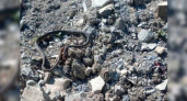 Жителей Новороссийска спасли от змеи, которая заползла во двор