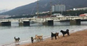 Животные умирали в конвульсиях на глазах у детей: на набережной Геленджика потравили бездомных собак