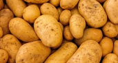 Картошка пролежит до весны: 4 способа сохранить ее в квартире надолго