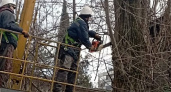 «Скоро дышать будет нечем!»: в Южном районе Новороссийска вырубают деревья