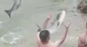 Рыбное буйство: гигантские толстолобики прыгают прямо в руки рыбакам