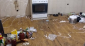 «Все загажено, в мисках опарыши»: квартиранты превратили арендованный в Новороссийске дом в передержку для бездомных собак без ведома хозяев