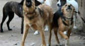 «Как бегали, так и бегают»: бродячие собаки терроризируют жителей Новороссийска